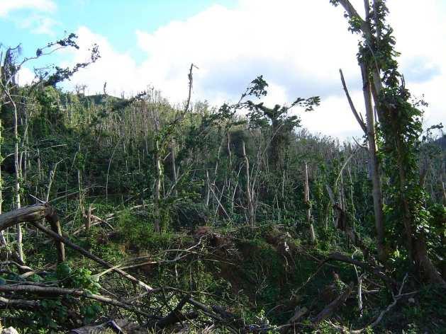 1-2.About Producing Countries <Grenada> About 90% Nutmeg trees were damaged by the Hurricanes.