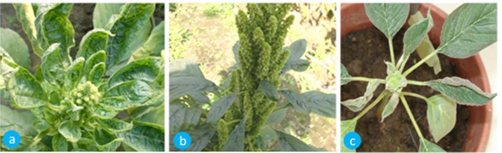 Association of Papaya leaf curl virus with the leaf curl disease of grain amaranth (Amaranthus cruentus L.) in India A.