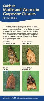 Guide to Moths &