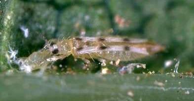 Sixxpotted thrips Scolothrips