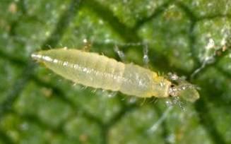 compete control of spider mites Often