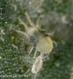control of spider mites Often