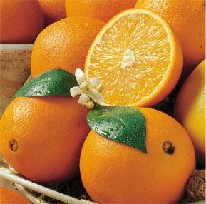 The Moors brought oranges to Spain for religion and medicine.