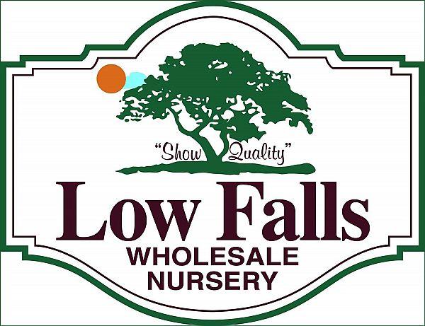 Low Falls Wholesale Nursery Availability List 28 Boxwood Trl. Lone Star, South Carolina 29030 E-mail: lowfallsnursery@windstream.