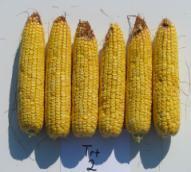GENVT3P does not completely prevent ear infestation and damage but on average reduces corn earworm infestation in ears by about two-thirds and reduces kernel damage by 80 to 90%.
