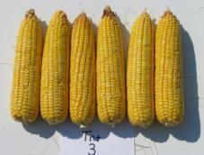 Examples of ears showing kernel damage by corn earworm in non-bt (left), YieldGard - CB (center), and Genuity VT Triple PRO (right). Efficacy of Agrisure Viptera TM.