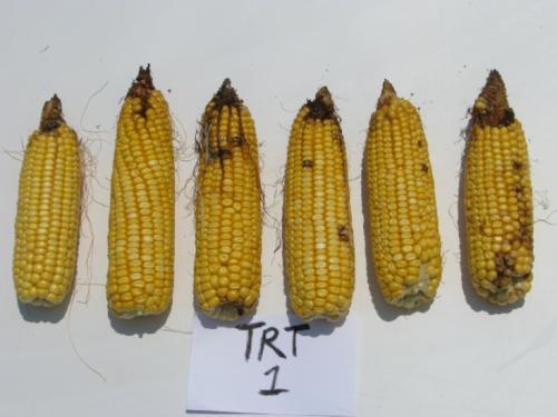 Field trials industry and university researchers from across the South have shown an average 3 to 4 bushel per acre yield difference between a hybrid with Genuity VT3 PRO and its