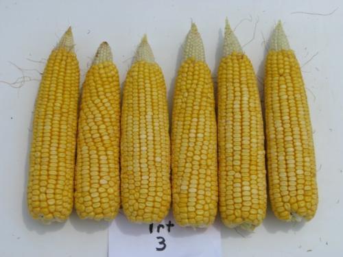 Similar yield trials with SmartStax and Agrisure Viptera are much more limited so yield comparisons are not available at this time.