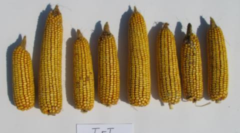 Corn ears of Genuity VT3 PRO corn (top) showing reduced corn earworm damage and overall improvement in grain quality compared with non-bt corn (bottom) from the same trial at Griffin, GA