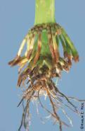 (Photos courtesy of Frank Peairs, Colorado State Univ.) Situation 3. Non-rotated (corn after corn) in the northern half of Georgia, where western corn rootworm can be a problem.