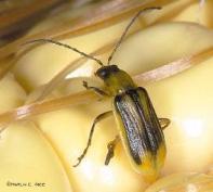 All were dairy operations in the northern half of the state growing corn in the same fields for several years. Western corn rootworm larvae attack roots mid-season.