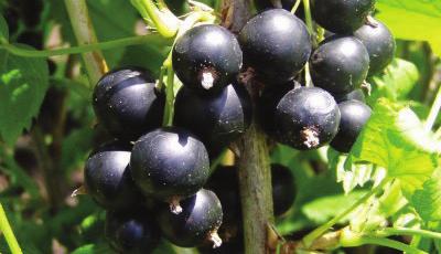 Jostaberries Jostaberry is a cross between a Gooseberry and a Black Currant. Thorn-free, vigorous and disease resistant. Fruit is high in vitamin C and forms in large clusters.