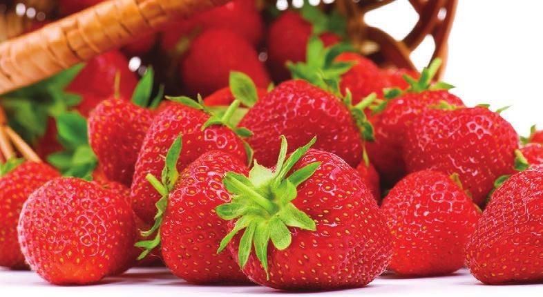 Strawberries Delicious to eat Fresh or Frozen! How to Care for your Crowns upon Arrival: Remove Strawberry crowns from shipping box immediately. Untie the Strawberry bundle and remove the string.