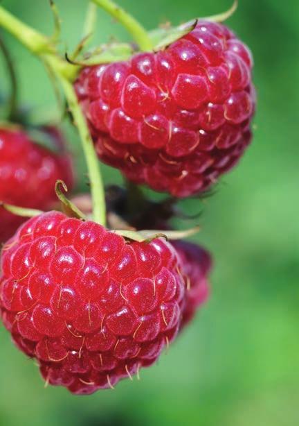 Purple Raspberries Brandywine Berries are reddishpurple, firm, and good quality. Excellent flavor. Great for Jams and Jellies. Produces a large berry. (Zone 4 8) Royalty Royalty is very productive.