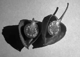 Bittersweet Solanum carolinense