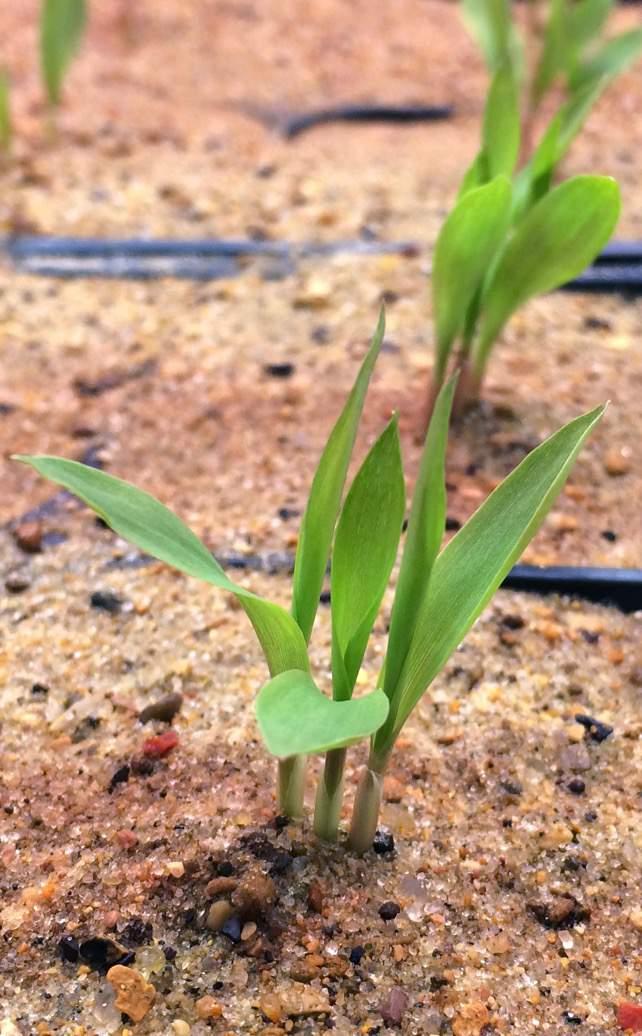 Stand Establishment on Marginal Soils We have recently identified a metabolic marker in sorghum that