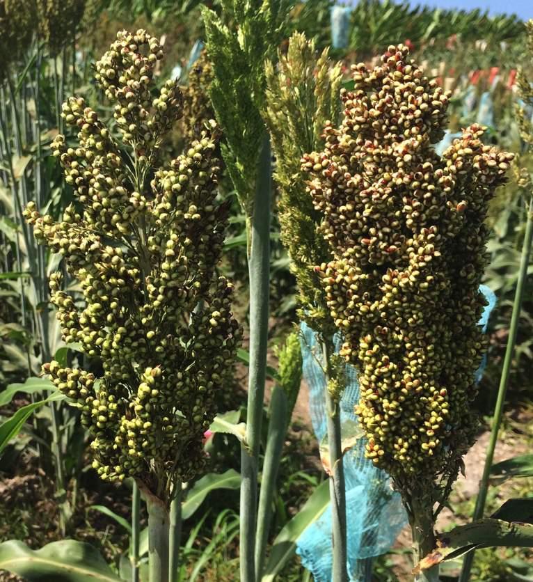 Sorghum Gene Discovery Population for Trait Improvement Traits of Interest: Yield We can now move the