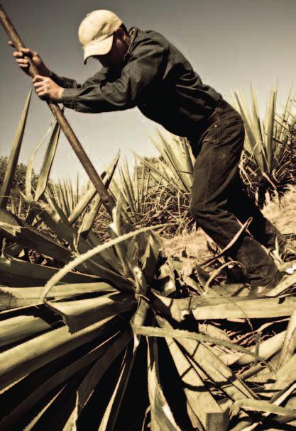 HOW IS TEQUILA OCHO MADE? HARVEST It begins in the Ranchos where the raw material, the agaves, are grown. These agaves are carefully raised in a natural setting resulting in strong, healthy plants.