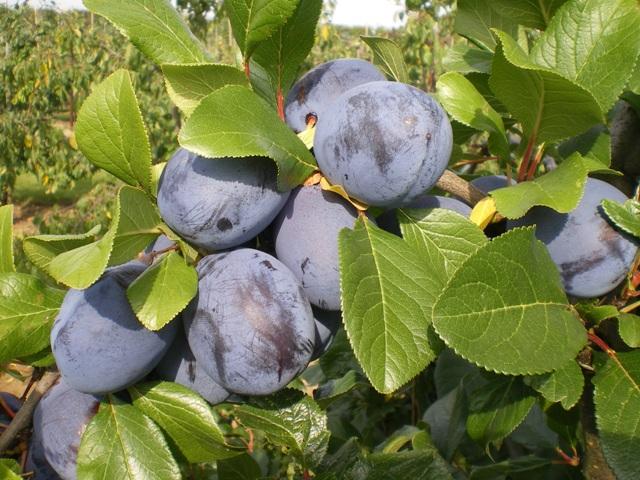 Summary of Attributes Ferbleue has by far the best flavour of any plum in this trial.