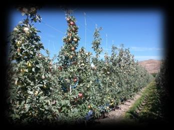 HC crop load trial: yield 2014 (harvest August 28, 2014) Target number of fruit/tree number efficiency Number of fruit