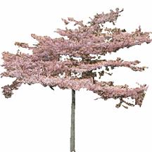Plum, Autumn Flowering Prunus triloba Tree, Deciduous 15' 15'x15' Pink flowers with red fruit Pink Spring Full Sun, Light Shade Almost any, well-drained 4,5,6,7,8 Requires regular pruning.