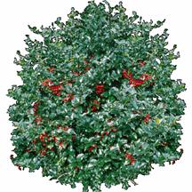 Sun, Full Shade, Light Shade Almost any, moist yet well-drained 4,5,6,7,8 Spreading, semi-evergreen to evergreen shrub grows to height and spread of 4-5' in 5-6 years.