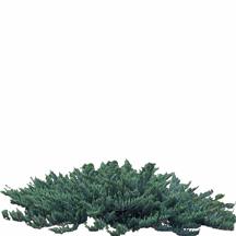 Juniper, Blue Chip Juniperus horizontalis 'blue chip' Shrub, Evergreen Conifer 12" 9-12" x 8-10' Silvery blue Blue Early Spring, Spring, Late Spring, Early Summer, Summer, Late Summer, Early Fall,