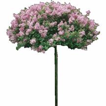 Trim off spent flower stems. Useful for edging, low hedge, groundcover, border accent, containers, among shrubs and trees.