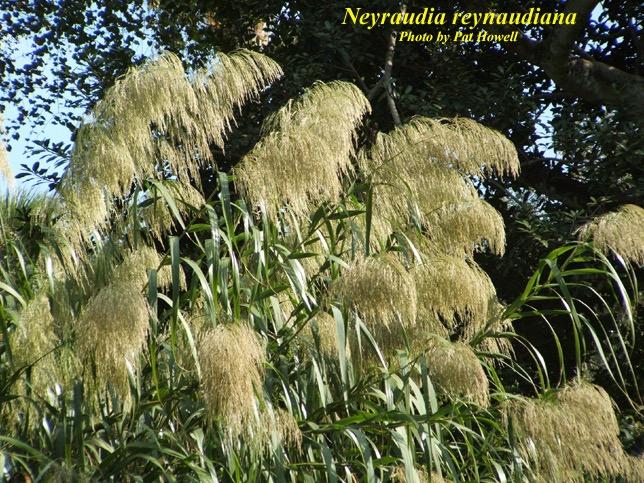 Burmareed (Silkgrass) - Category I Invasive Native to Southeast Asia Distribution - southern peninsula Typical Sites - flatwoods, canal banks, disturbed sites Key Characteristics Clumped w/short