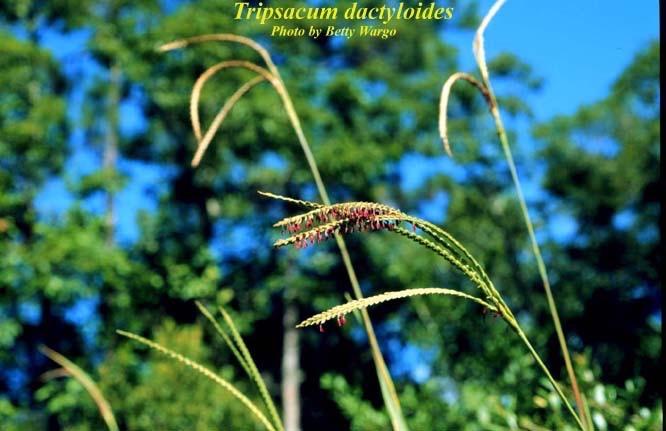 Eastern Gamagrass (Fakahatcheegrass) Florida Gamagrass