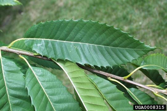 American Chestnut (Castanea dentata) Leaves Photos: Paul Wray, Iowa State University,