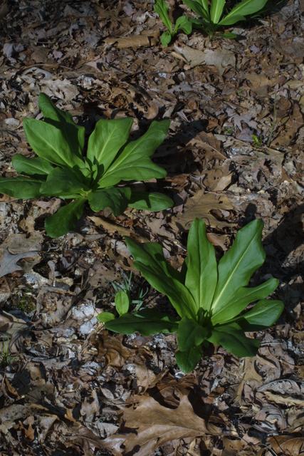 American Columbo (Frasera caroliniensis) Basal Rosette Leaves