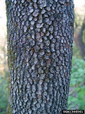 Eastern Flowering Dogwood (Cornus florida) Bark Flowers