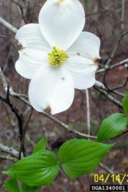 called Dogwood Anthracnose is causing a dramatic decline in