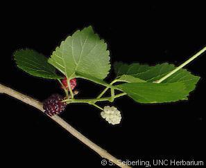 blackberry Young bark is reddish-brown and smooth Very easily confused with the White Mulberry and hybrids, which is hairless on the