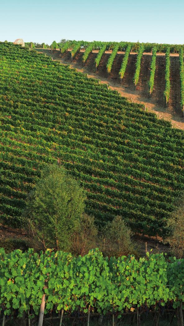 From one of the Chianti Classico s oldest vineyards Siepi dates back to just under six hundred years ago, when the Siepi and Fonterutoli lands were first acquired by the Mazzei family in 1435.