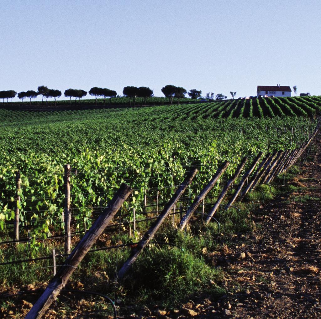 Estate s Wines Tenuta Belguardo Maremma Toscana Rosso D.O.C.