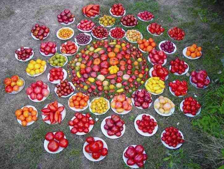 Seeds of Tomatoes Scientific