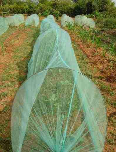 with mosquito nets to prevent