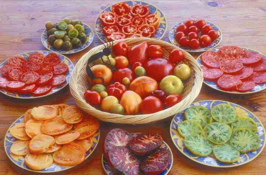 Tomatoes of many