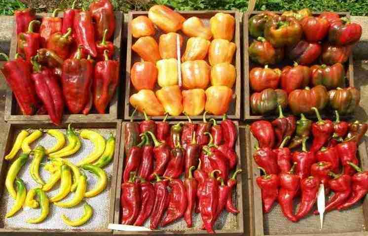 The seeds of chilies and capsicums are removed when the fruit