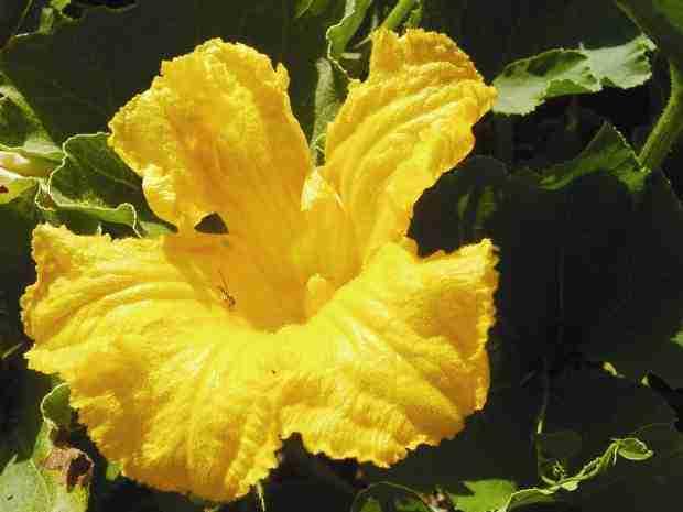 Male flower of squashes
