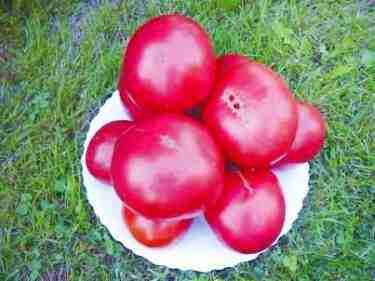 tomato may