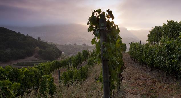 Classic, balanced wines from the Stags Leap District for 40 years STAGS LEAP DISTRICT, CALIFORNIA