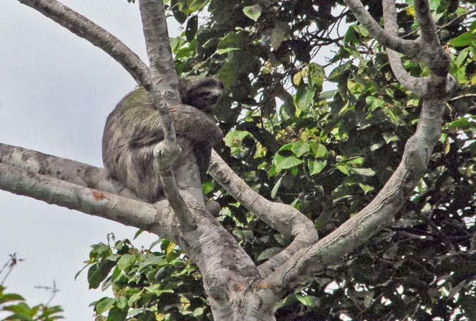 A three toed sloth spotted in a tree along the