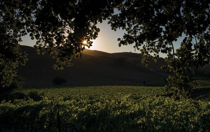 Winegrowing Notes The Capa Vineyard is a south and west facing vineyard with anywhere from a gentle grade to steeply sloping terrain.