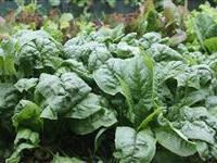 Variety Descriptions from Seed Catalogues 'Spargo' The vigorous spinach variety, Spargo is noted for having excellent seedling vigor, fast germination and early maturation.