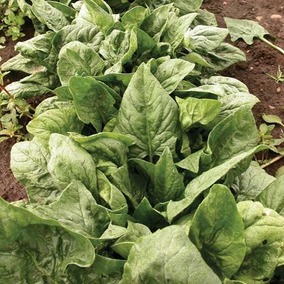 Variety Descriptions from Seed Catalogues Space Spinach 50 days. Whether eaten fresh or cooked this smooth leaf, slightly savoyed spinach is a slow-tobolt garden standout.