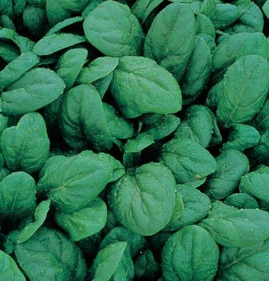 Resistant to downy mildew, races 1-3. Hybrid Variety Photo and text from Territorial Seeds Space (F1) Product ID: 644 Tried and true variety.