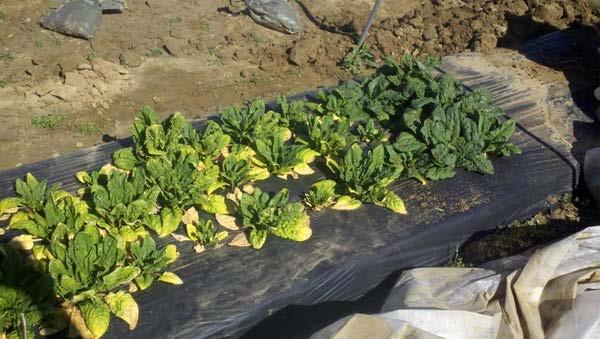 Spinach 2012: plastic & row cover removed on same day - March 21 >95% survival across all